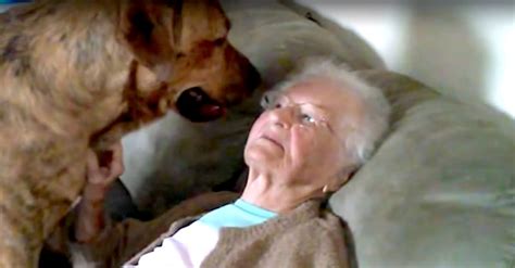 granny with dog porn